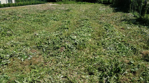 Nupjauta aukšta žolė 6 arų sklype