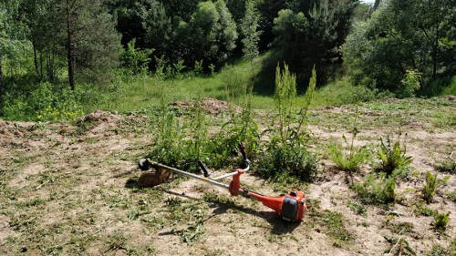 Reta, bet aukšta kieta žolė