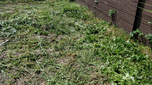 Nušienautas sklypas