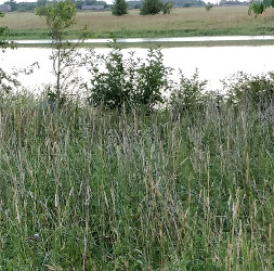 Paveikslėlis: aukšta sumedėjusi žolė