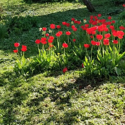 Negyvenamos sodybos vaizdas